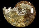 Polished, Agatized Ammonite (Cleoniceras) - Madagascar #78347-1
